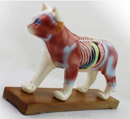 Enovo gato moxibustion modelo veterinário aprender anatomia animal modelo de animal de estimação acupuntura animal - Image 1