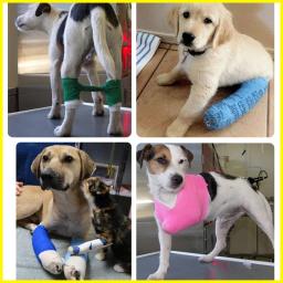 Bandagem elástica self para animais de estimação, suprimentos para clínicas, gauze, não é tecido, para impressão de gaze, para cães e gatos, 10 rolos - Image 5